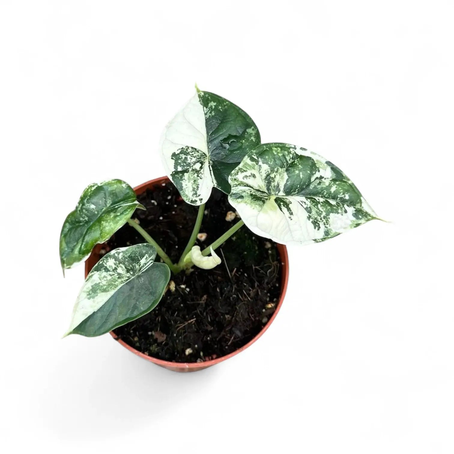 Alocasia baginda 'Dragon scale' albo-variegata potted houseplant in nursery pot on white background, product photo 8.