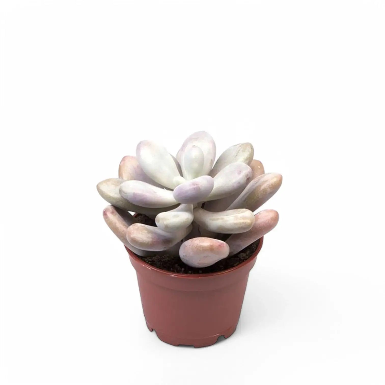Pachyphytum oviferum 'Pink Moonstones' aka 'Pink Panther' potted houseplant in nursery pot on white background, product photo 2.