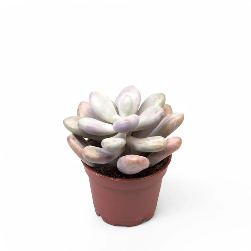 Pachyphytum oviferum 'Pink Moonstones' aka 'Pink Panther' potted houseplant in nursery pot on white background, product photo 2.