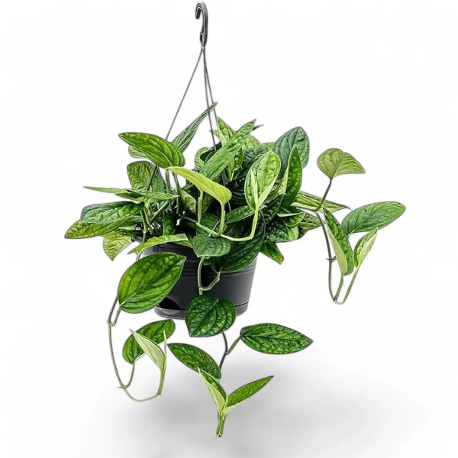 Monstera sp. Peru ('Karstenianum') – Zimmerpflanze im Kulturtopf auf weißem Hintergrund, Produktfoto 9.