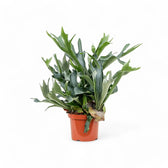 Platycerium bifurcatum 'Netherlands' potted houseplant in nursery pot on white background, product photo 4.