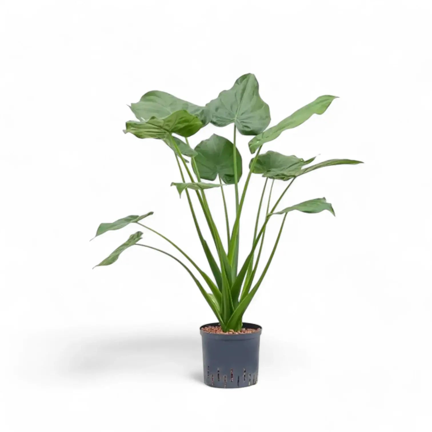 Alocasia cucullata potted houseplant in nursery pot on white background, product photo 9.