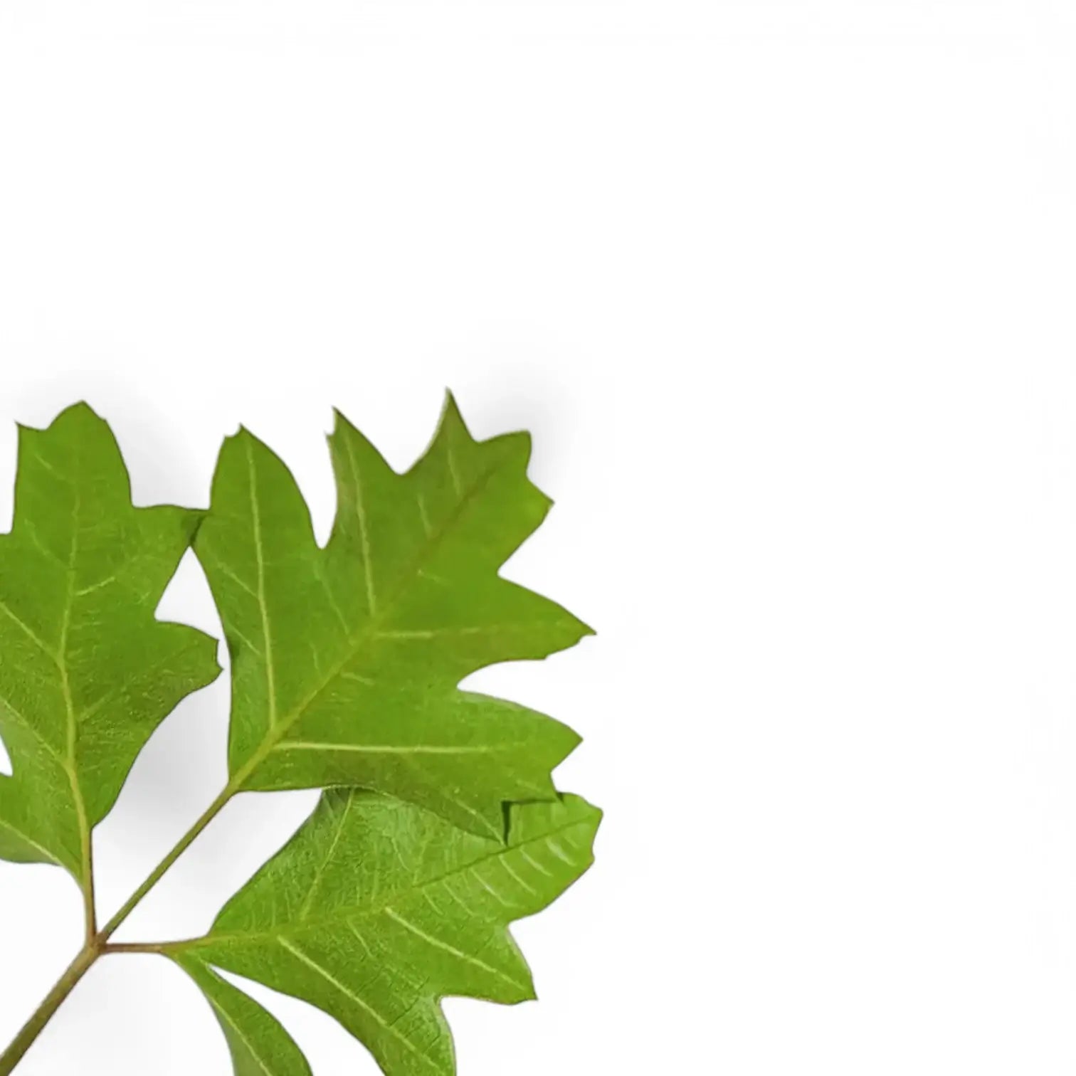 Nahaufnahme eines Blatts von Cissus alata 'Ellen Danica' vor weißem Hintergrund.