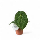 Anthurium magnificum – Topfpflanze im Kulturtopf vor weißem Hintergrund, Produktfoto 6.