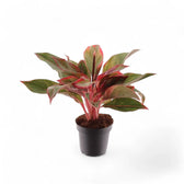 Aglaonema 'Crete' (auch bekannt als 'Siam Aurora' / 'Jungle Red') – Topfpflanze im Kulturtopf vor weißem Hintergrund, Produktfoto 3.