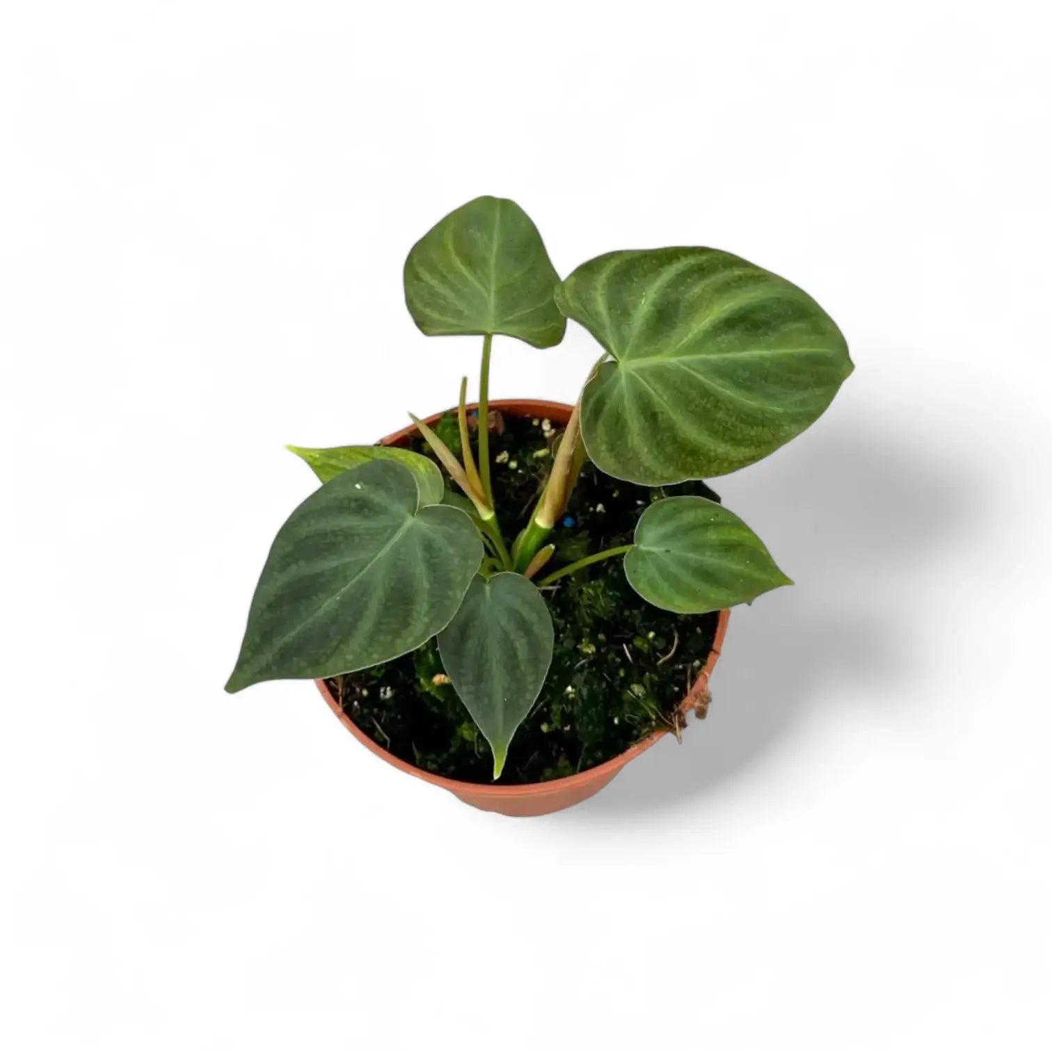 Philodendron verrucosum – Topfpflanze im Kulturtopf vor weißem Hintergrund, Produktfoto 7.