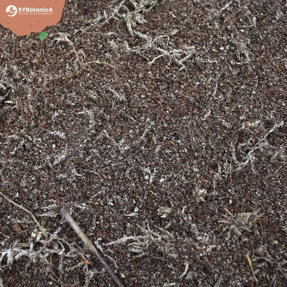 Carnivorous Plant Soil Mix on white background, product photo 4.