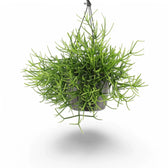 Rhipsalis teres f. heteroclada potted houseplant in nursery pot on white background, product photo 4.