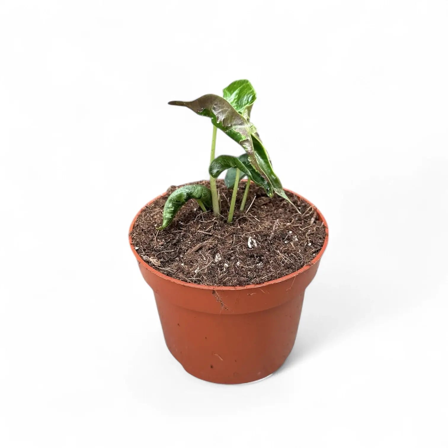 Alocasia 'Loco' – Zimmerpflanze im Kulturtopf auf weißem Hintergrund, Produktfoto 5.