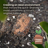 Ficus Soil Mix on white background, product photo 4.