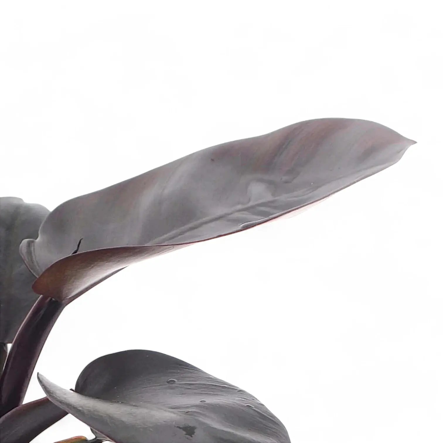 Philodendron 'Black Cardinal' – Zimmerpflanze im Kulturtopf auf weißem Hintergrund, Produktfoto 8.
