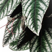 Cissus discolor – Zimmerpflanze im Kulturtopf auf weißem Hintergrund, Produktfoto 10.