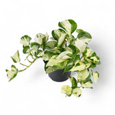 Epipremnum aureum 'Happy Leaf' ('Manjula') potted houseplant in nursery pot on white background, product photo 4.