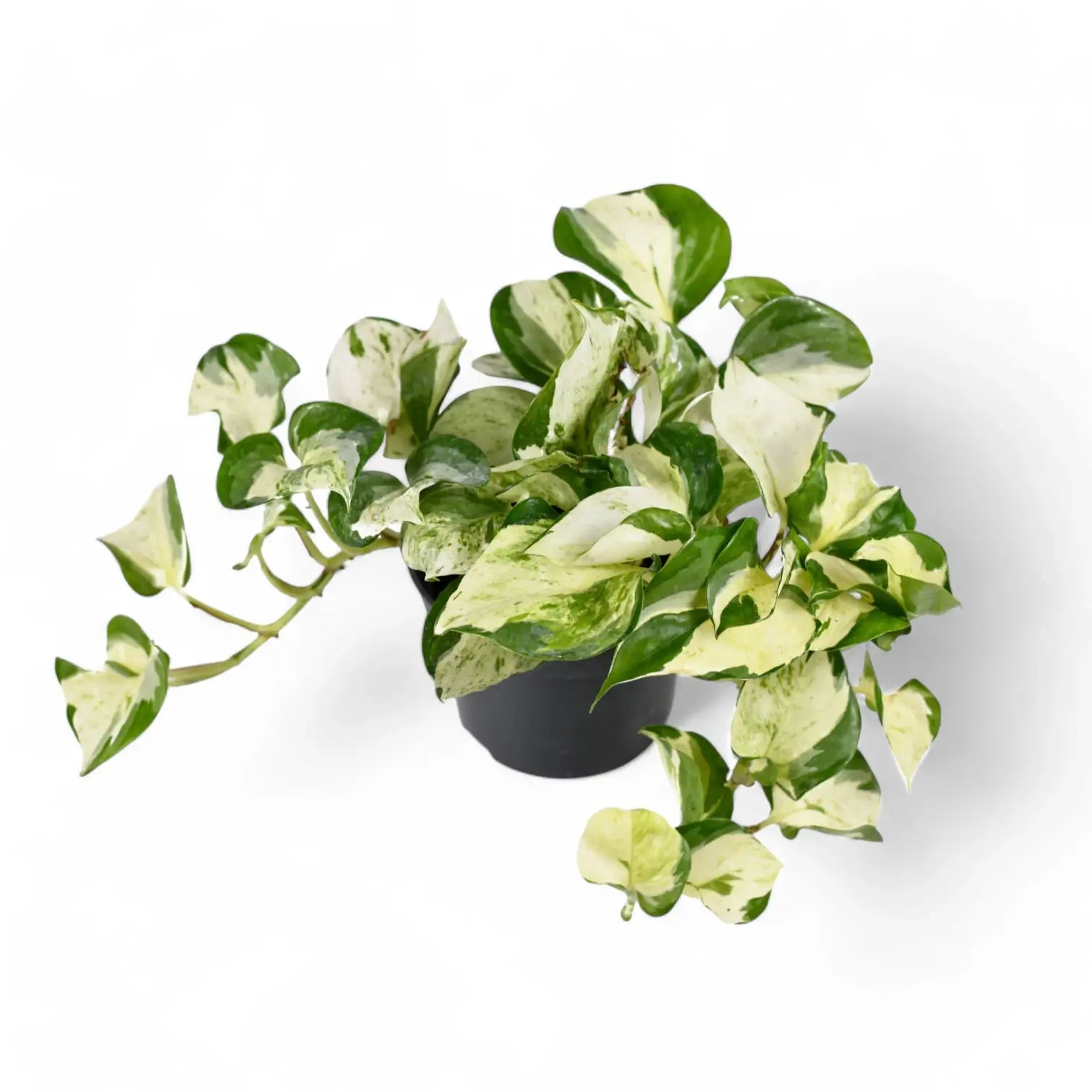 Epipremnum aureum 'Happy Leaf' ('Manjula') potted houseplant in nursery pot on white background, product photo 4.