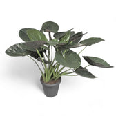 Alocasia wentii – Topfpflanze im Kulturtopf vor weißem Hintergrund, Produktfoto 8.