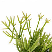 Nahaufnahme eines Triebs von Rhipsalis teres f. prismatica vor weißem Hintergrund.