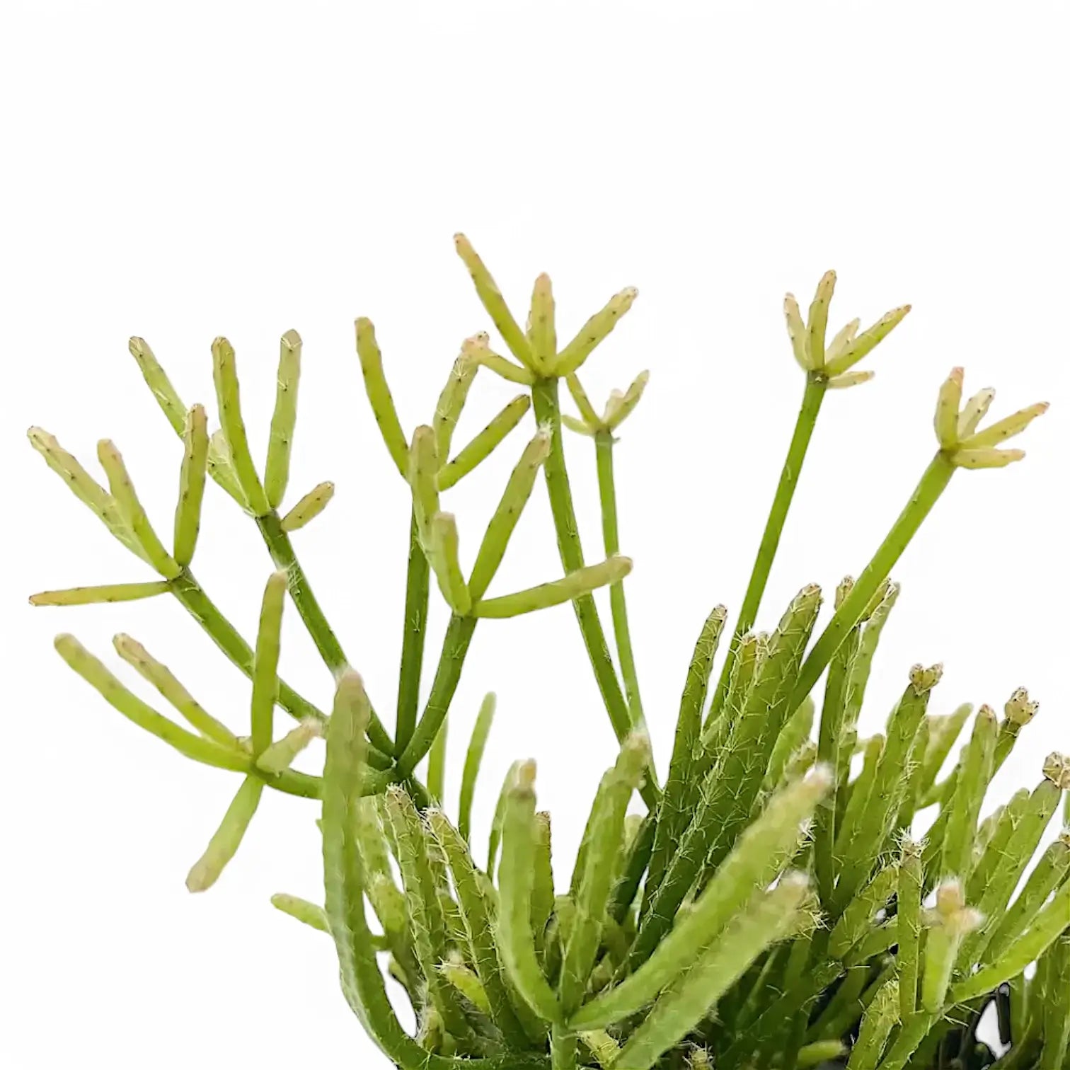 Nahaufnahme eines Triebs von Rhipsalis teres f. prismatica vor weißem Hintergrund.