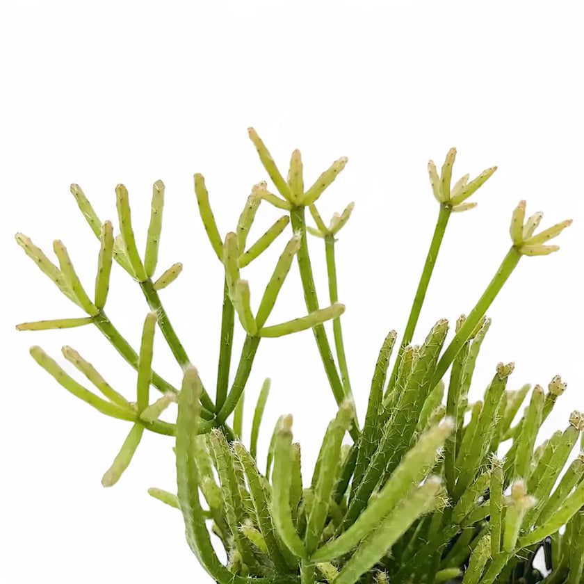 Nahaufnahme eines Triebs von Rhipsalis teres f. prismatica vor weißem Hintergrund.