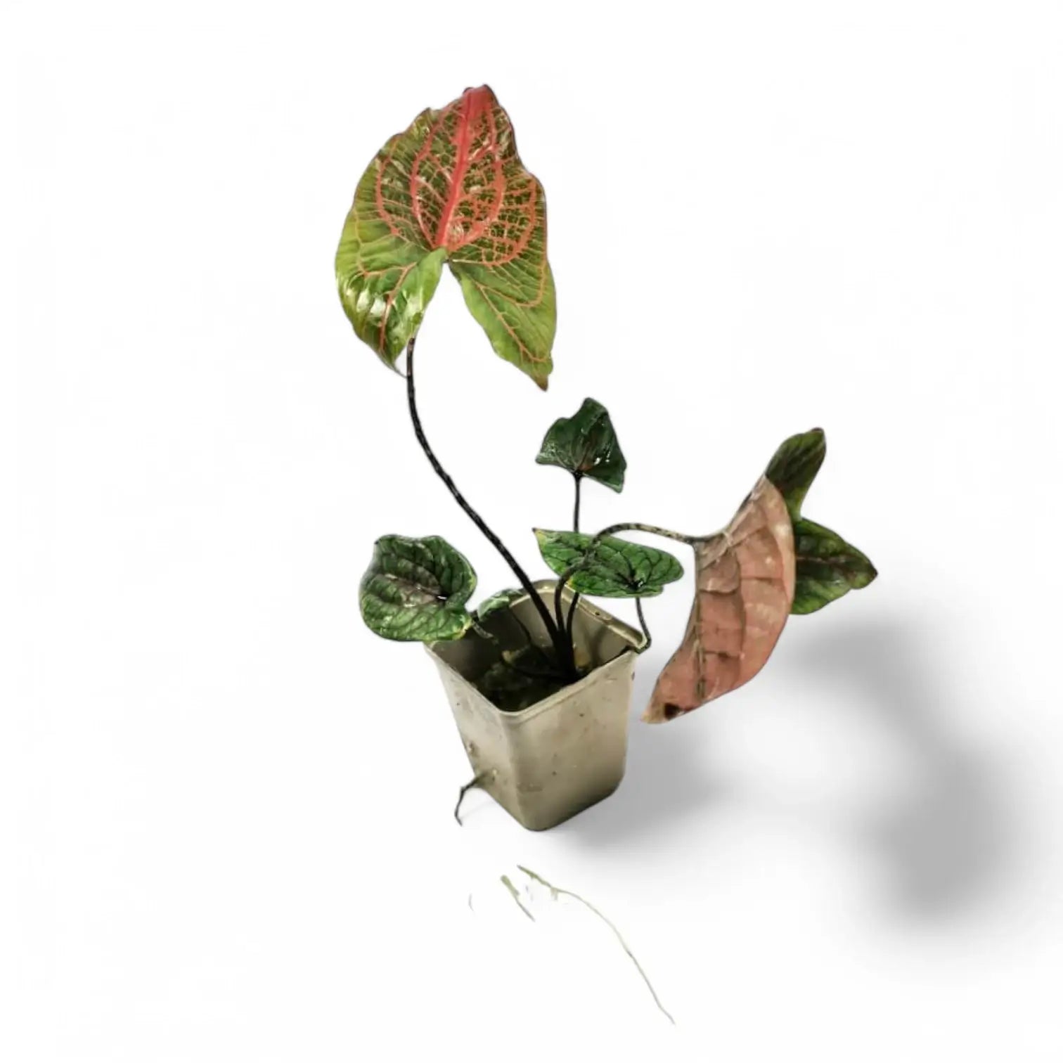 Cyrtosperma johnstonii – Topfpflanze im Kulturtopf vor weißem Hintergrund, Produktfoto 9.