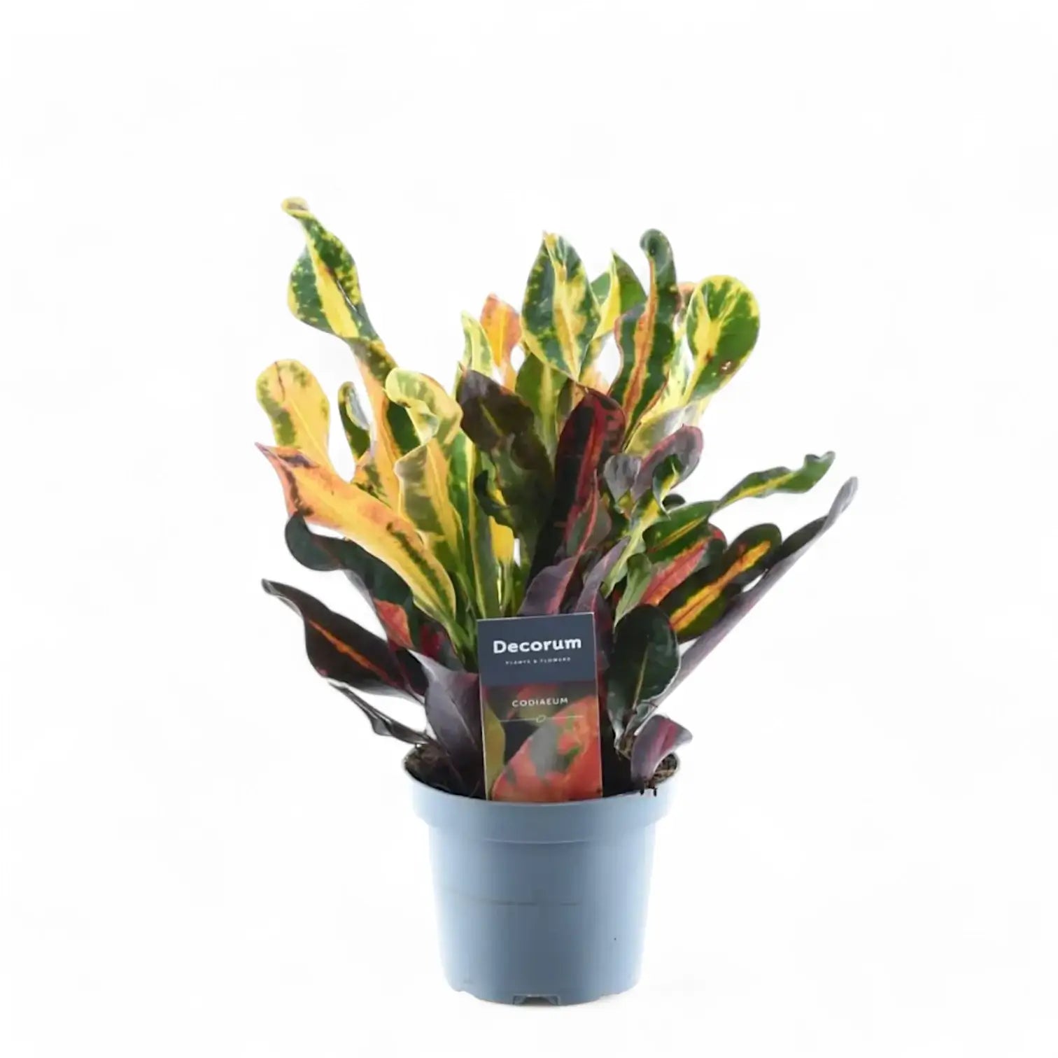 Codiaeum variegatum (Croton) 'Mammi' potted houseplant in nursery pot on white background, product photo 3.