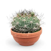 Gymnocalycium saglionis – Zimmerpflanze im Kulturtopf auf weißem Hintergrund, Produktfoto 5.