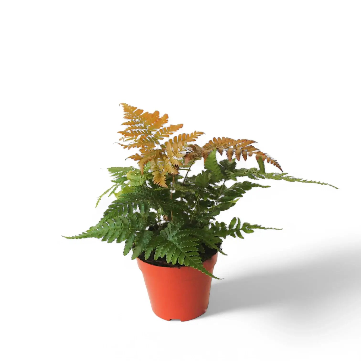 Dryopteris erythrosora – Topfpflanze im Kulturtopf vor weißem Hintergrund, Produktfoto 3.