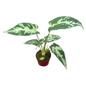 Schismatoglottis pusilla potted houseplant in nursery pot on white background, product photo 3.