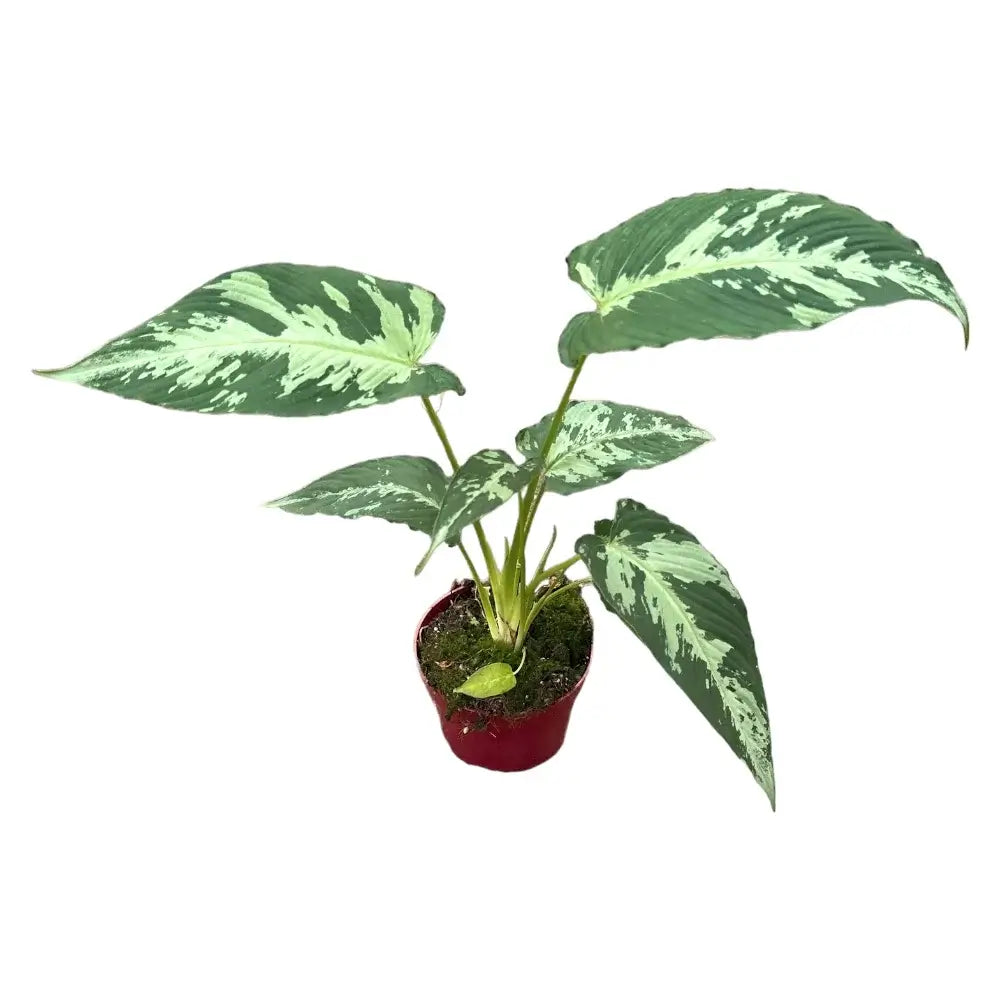 Schismatoglottis pusilla potted houseplant in nursery pot on white background, product photo 3.