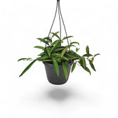 Hoya wayetii potted houseplant in nursery pot on white background, product photo 4.