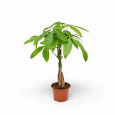 Pachira aquatica – Zimmerpflanze im Kulturtopf auf weißem Hintergrund, Produktfoto 9.