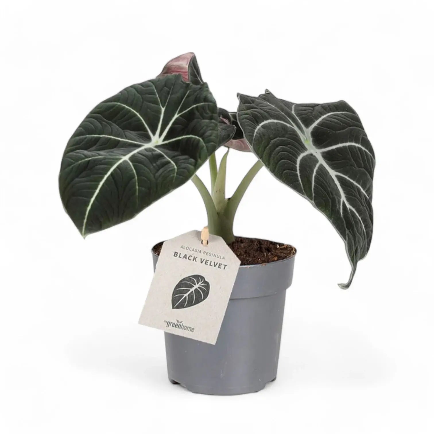 Alocasia reginula 'Black velvet' potted houseplant in nursery pot on white background, product photo 10.