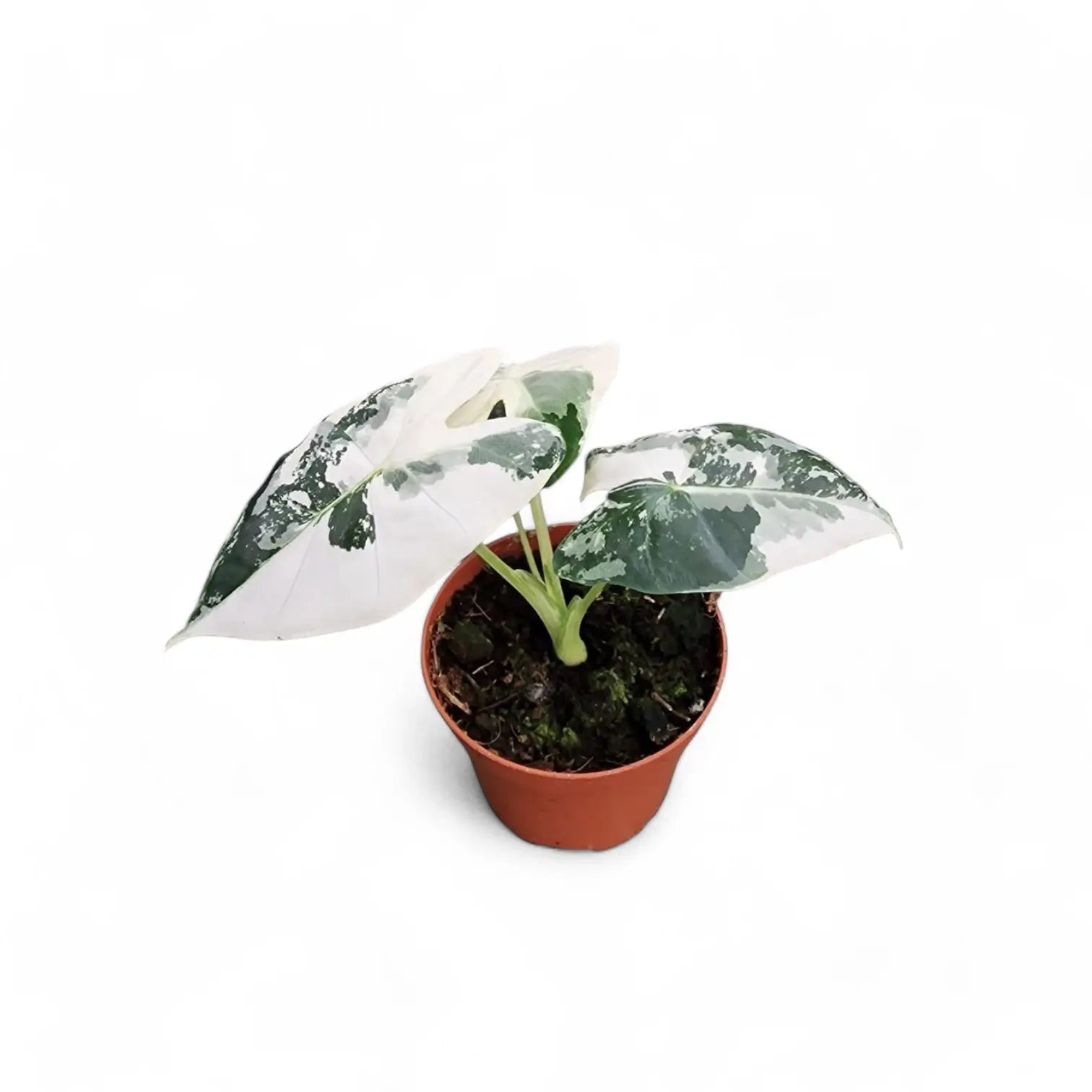 Alocasia ‘Frydek’ variegata potted houseplant in nursery pot on white background, product photo 8.