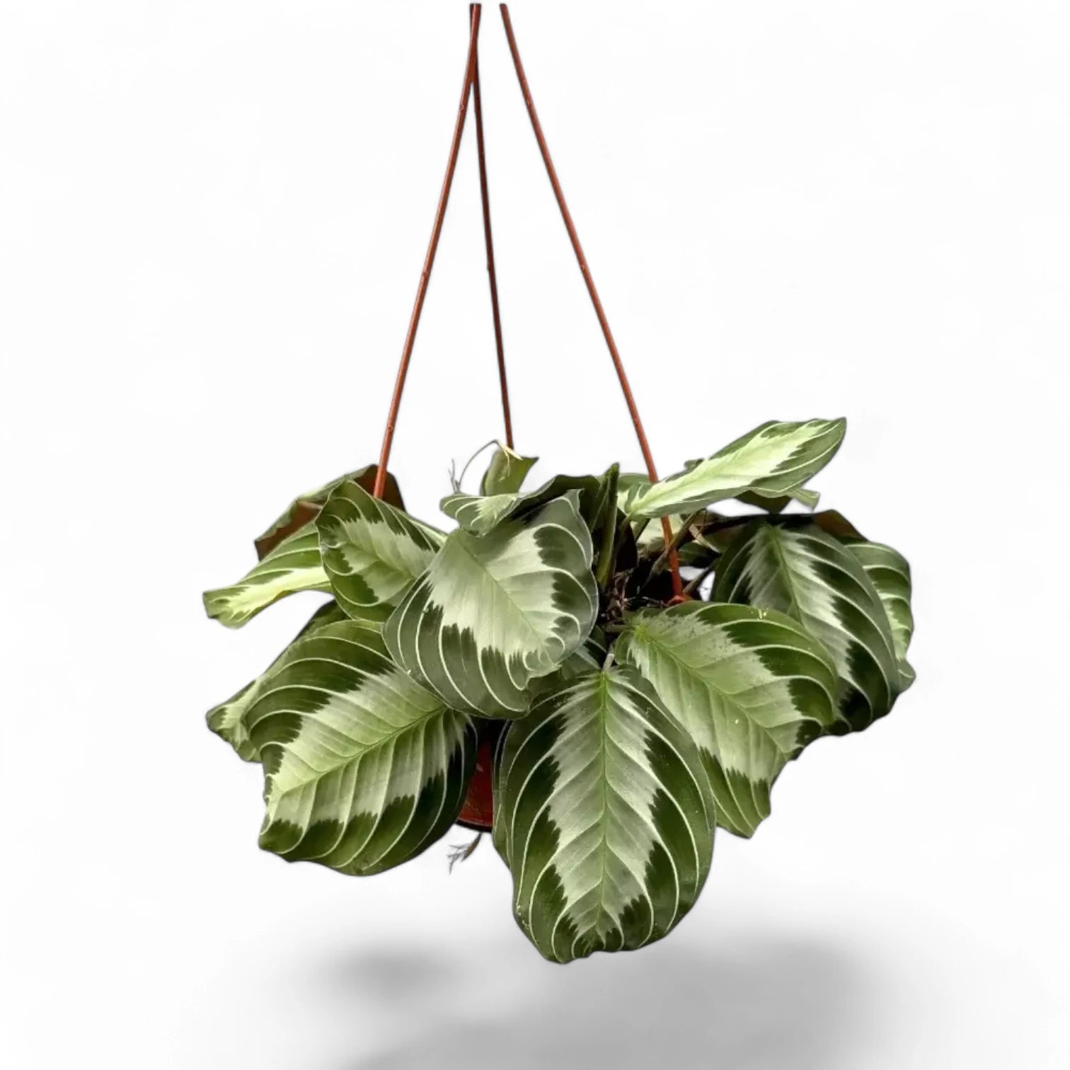 Maranta leuconeura 'Silver Band' (Exclusive grey') potted houseplant in nursery pot on white background, product photo 7.