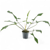 Philodendron x joepii potted houseplant in nursery pot on white background, product photo 3.