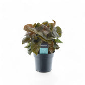 Syngonium podophyllum 'Maria Allusion' potted houseplant in nursery pot on white background, product photo 5.