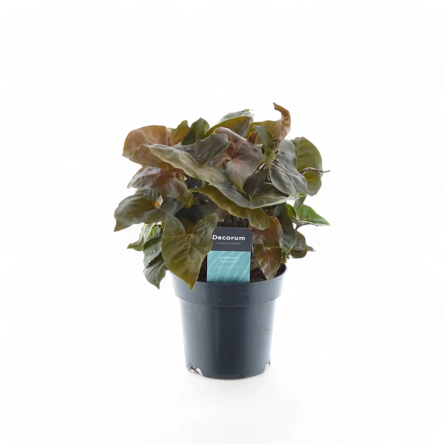 Syngonium podophyllum 'Maria Allusion' potted houseplant in nursery pot on white background, product photo 5.