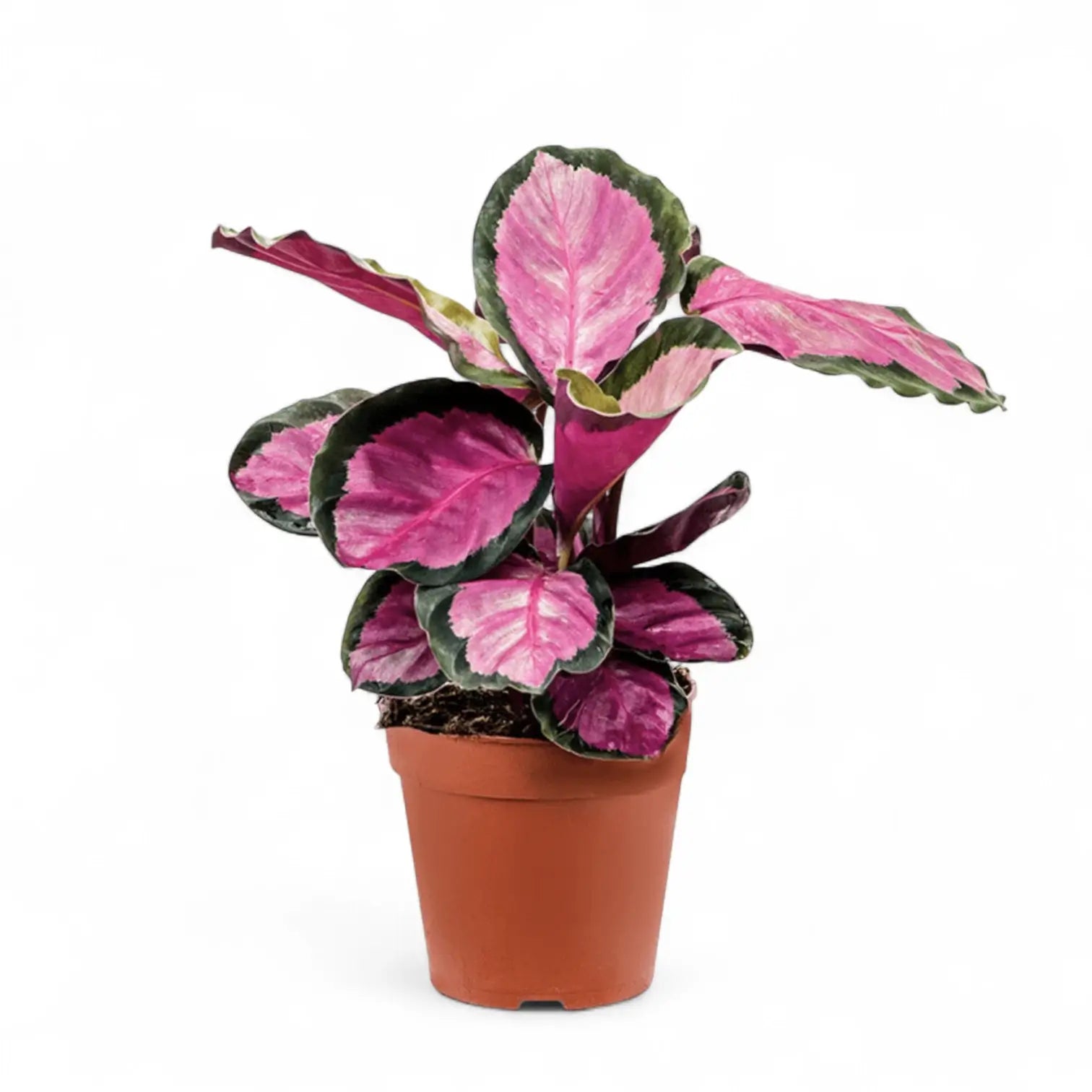 Goeppertia (Calathea) roseopicta 'Silvia' – Topfpflanze im Kulturtopf vor weißem Hintergrund, Produktfoto 3.