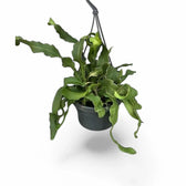 Epiphyllum guatemalense – Topfpflanze im Kulturtopf vor weißem Hintergrund, Produktfoto 3.