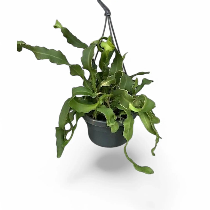 Epiphyllum guatemalense potted houseplant in nursery pot on white background, product photo 3.