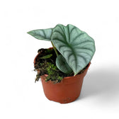 Alocasia nebula 'Silver' ('Black Diamond') – Topfpflanze im Kulturtopf vor weißem Hintergrund, Produktfoto 5.