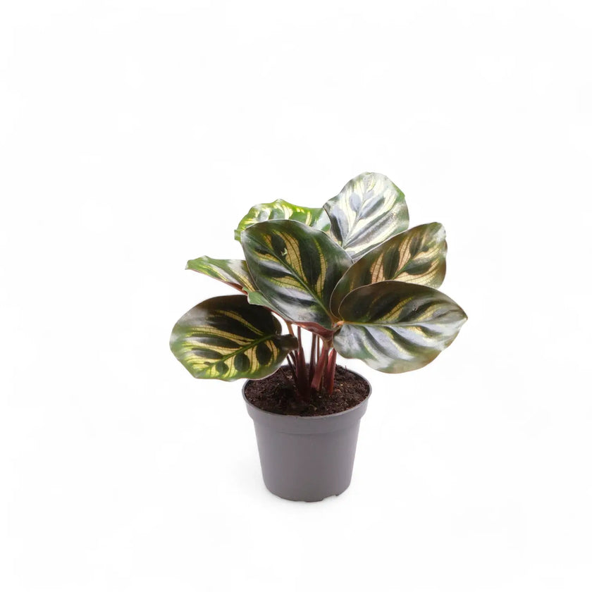 Goeppertia (Calathea) makoyana potted houseplant in nursery pot on white background, product photo 4.