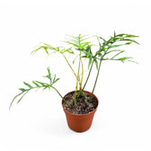 Philodendron polypodioides potted houseplant in nursery pot on white background, product photo 3.
