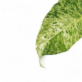 Philodendron giganteum variegata leaf close-up on white background.