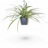 Chlorophytum comosum 'Ocean' potted houseplant in nursery pot on white background, product photo 6.
