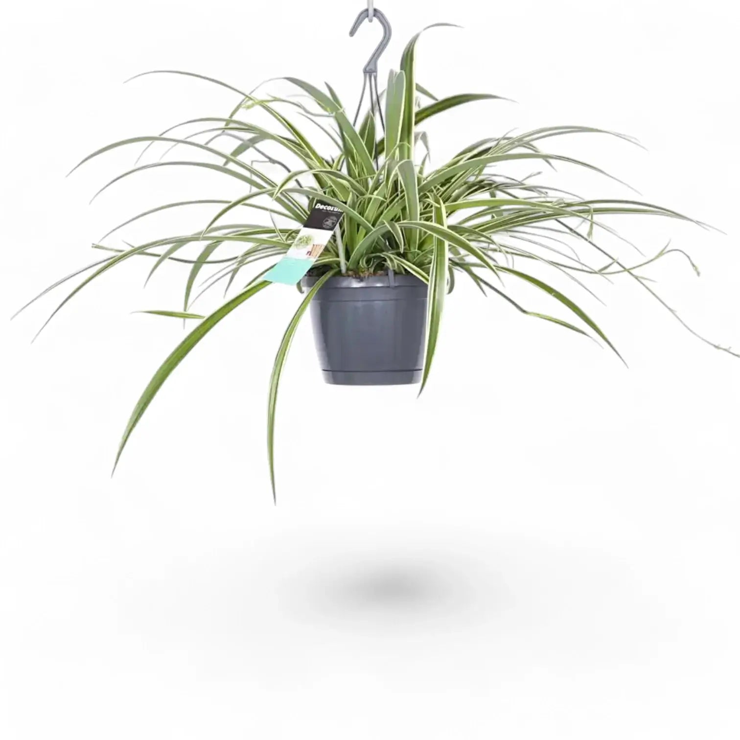 Chlorophytum comosum 'Ocean' potted houseplant in nursery pot on white background, product photo 6.