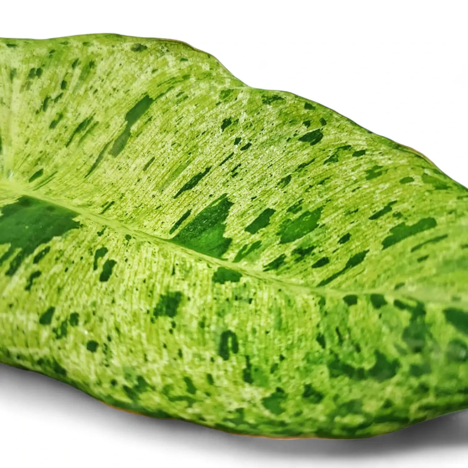 Philodendron 'Paraiso verde' – Zimmerpflanze im Kulturtopf auf weißem Hintergrund, Produktfoto 7.