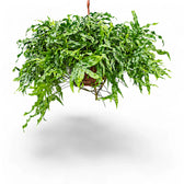 Lecanopteris pustulata – Zimmerpflanze im Kulturtopf auf weißem Hintergrund, Produktfoto 5.