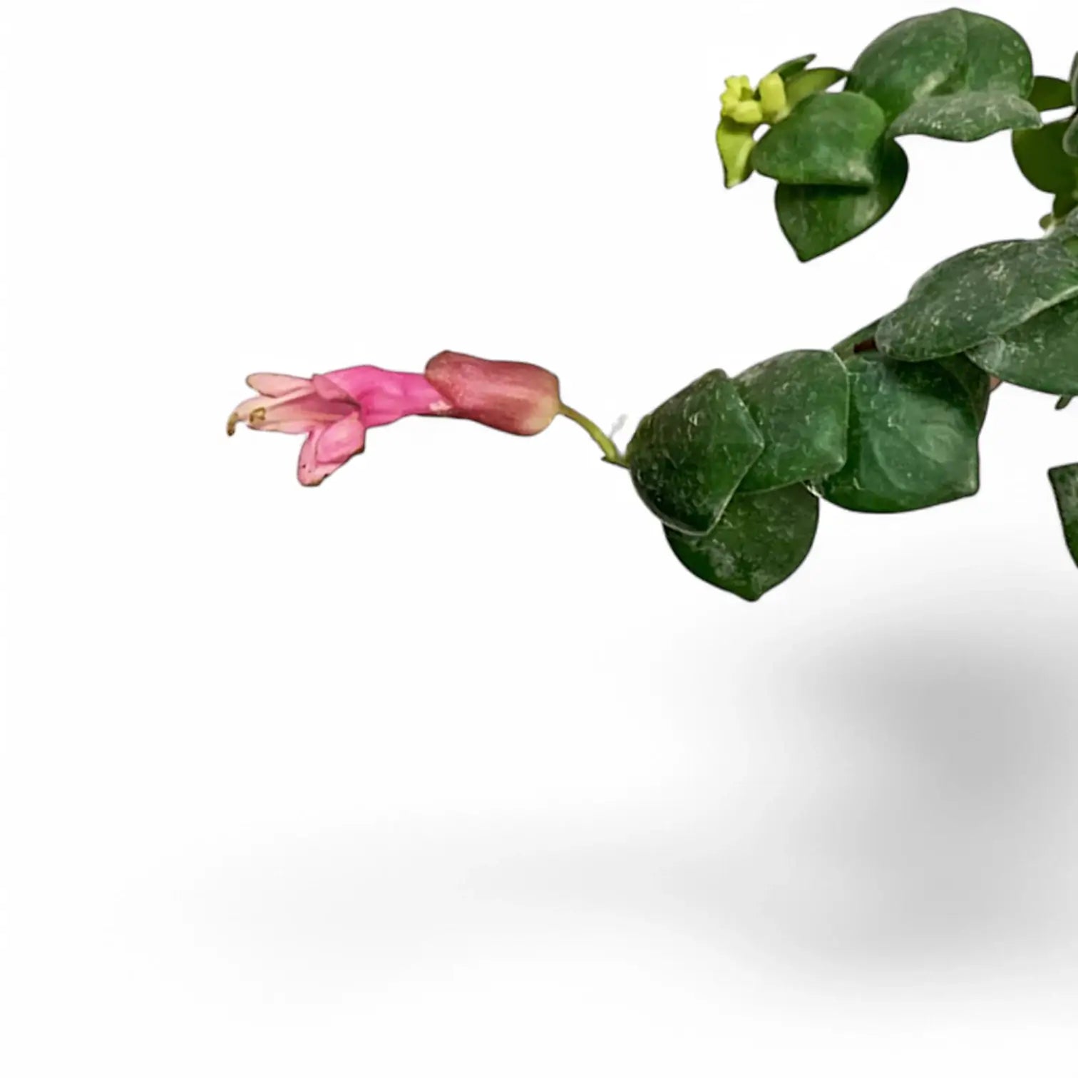 Nahaufnahme eines Blatts von Aeschynanthus radicans 'Pink Polka' vor weißem Hintergrund.