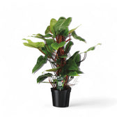 Philodendron erubescens 'Red Emerald' potted houseplant in nursery pot on white background, product photo 3.