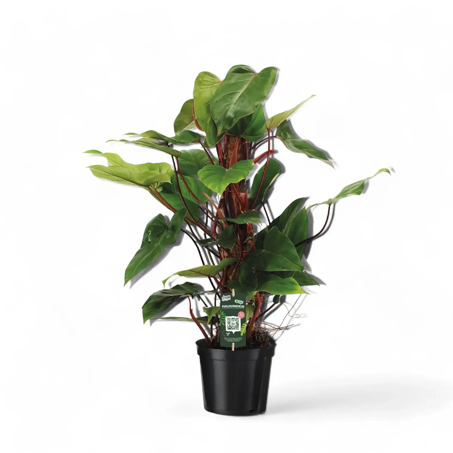 Philodendron erubescens 'Red Emerald' potted houseplant in nursery pot on white background, product photo 3.